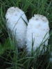 PICTURES/Shoshone Falls - Idaho/t_Shrooms5.jpg